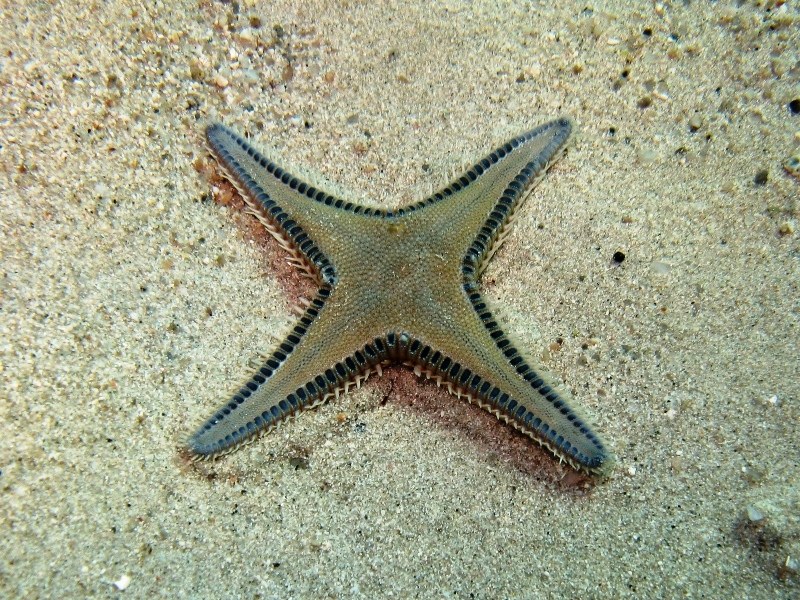 Il mondo è bello perché è vario! (Astropecten platyacanthus)